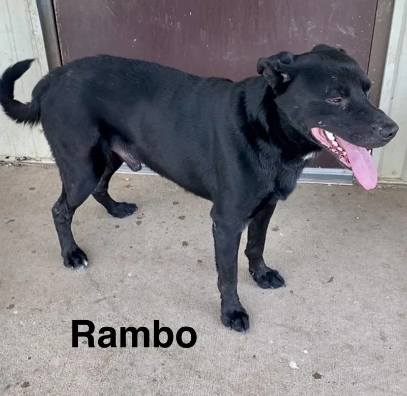 Rambo thumbnail 3