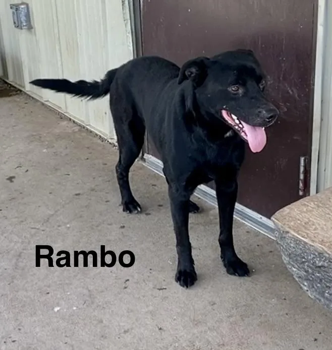 Rambo thumbnail 6