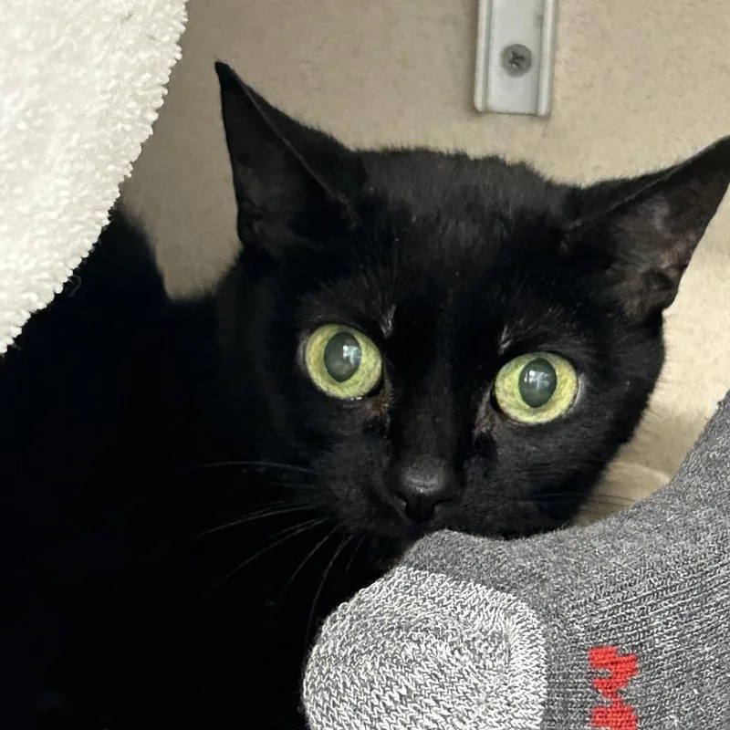 A senior medium-sized female Black Domestic Short Hair cat named Sabrina for adoption in Wheeling, IL