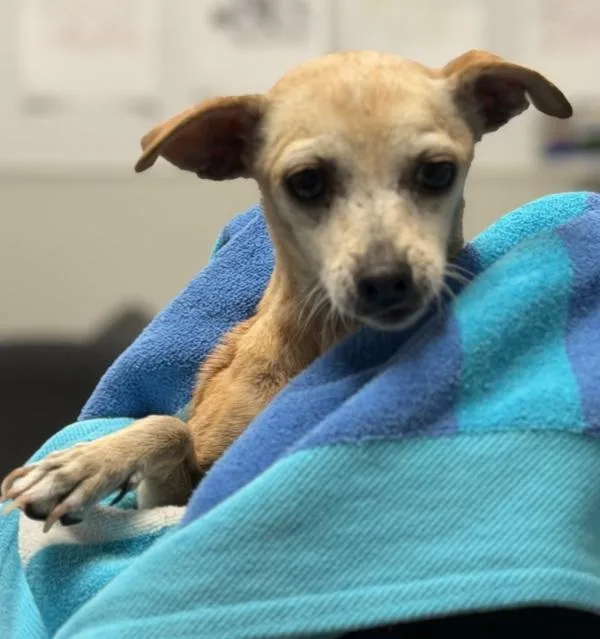 An adult small-sized female Chihuahua dog named Mbappe for adoption in San Diego, CA