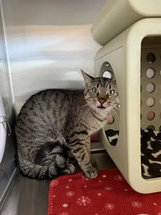 An adult large-sized male Domestic Short Hair cat named Theo for adoption in Lafayette, IN