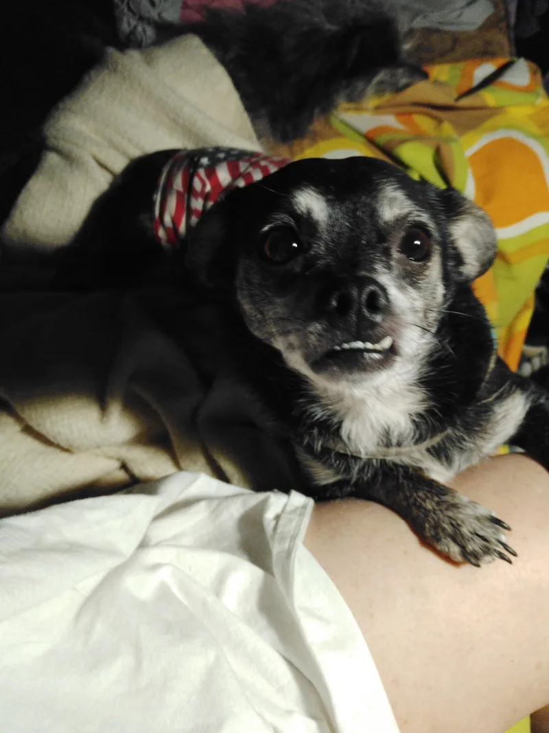 An adult small-sized male Black Chihuahua dog named Mr Bean for adoption in Garland, TX