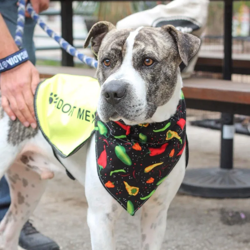An adult large-sized male White / Cream Shar-Pei dog named Bruno for adoption in San Antonio, TX