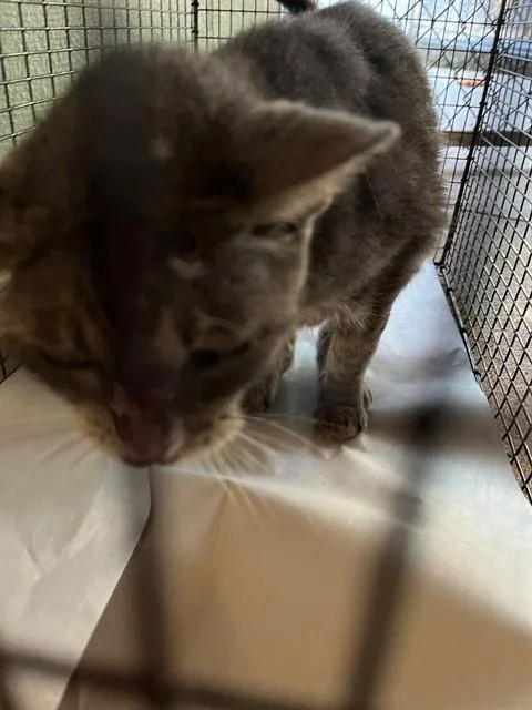 An adult medium-sized male Domestic Long Hair cat named Alpha for adoption in Miami, FL