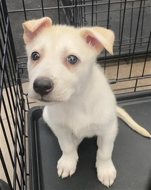 A baby large-sized female Mixed Breed dog named Shanice for adoption in Dallas, TX