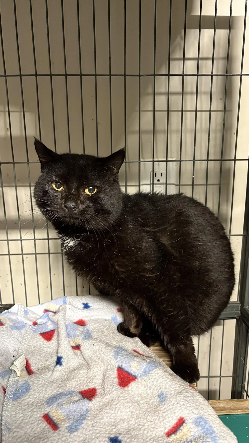 An adult medium-sized male Domestic Short Hair cat named Mcgyver for adoption in White Bluff, TN