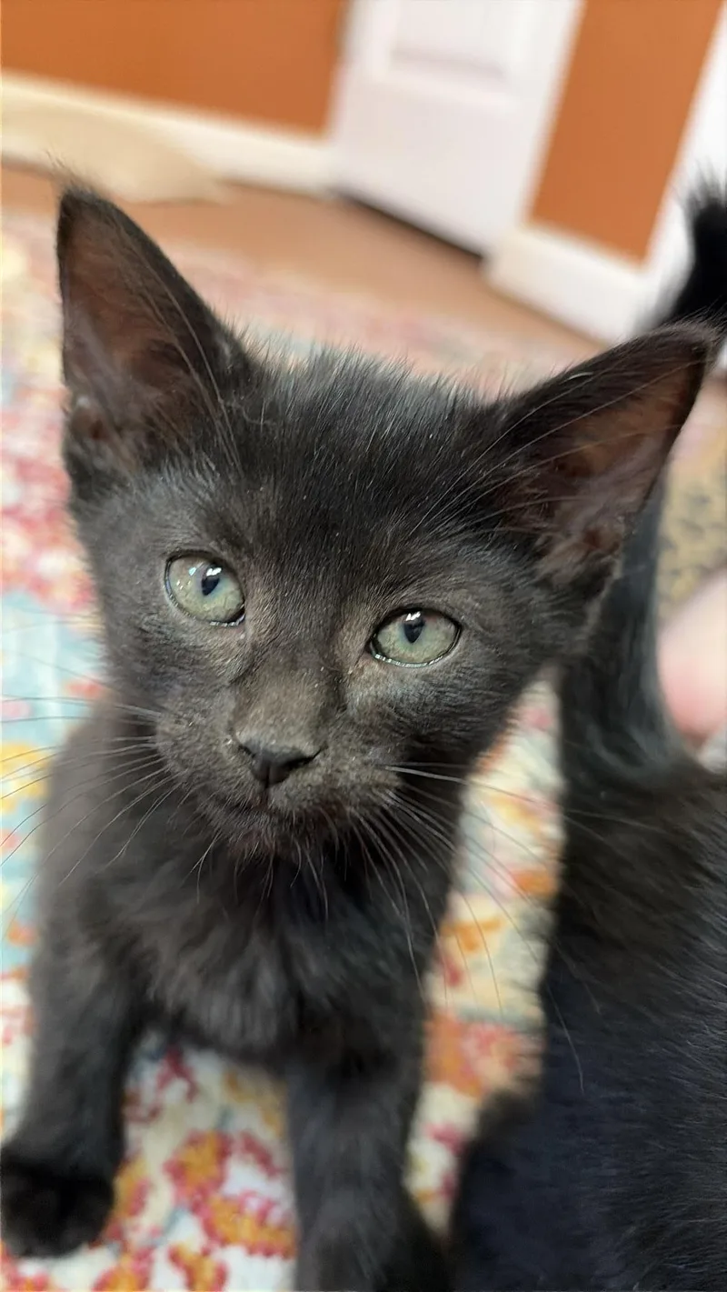 A baby medium-sized female Black Domestic Short Hair cat named Charli for adoption in Albuquerque, NM