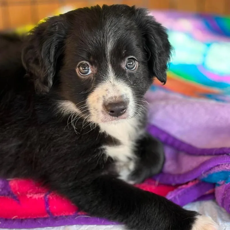A baby small-sized female Black Australian Shepherd dog named Moon for adoption in Montgomery, TX