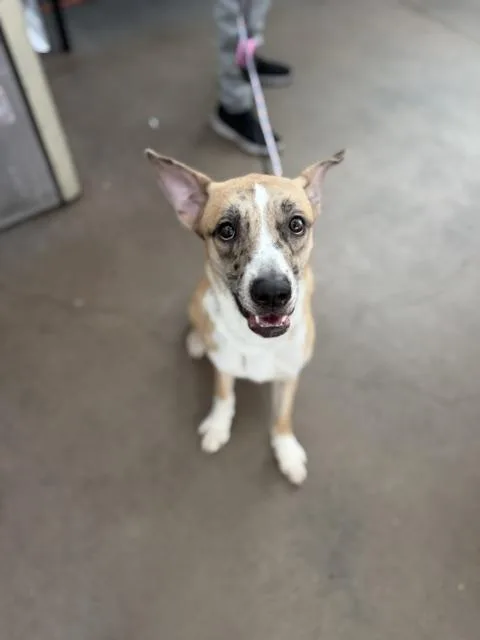 A young medium-sized female Mixed Breed dog named Artemis for adoption in Dallas, TX