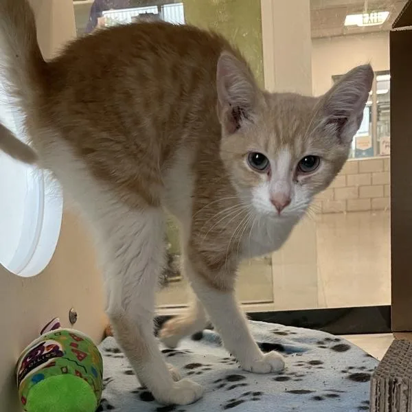 A baby small-sized male Domestic Short Hair cat named Finn for adoption in Des Moines, IA