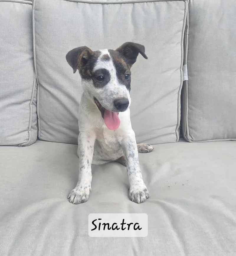 A baby medium-sized male Labrador Retriever dog named Sinatra for adoption in Manchester, CT