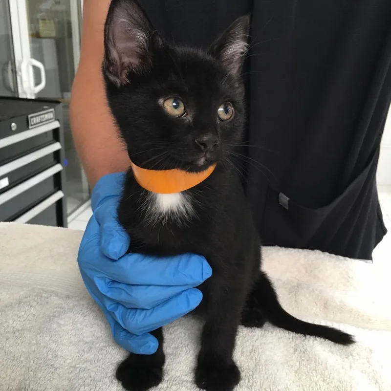 A baby small-sized male Black Domestic Short Hair cat named Omeprazole for adoption in Ojai, CA