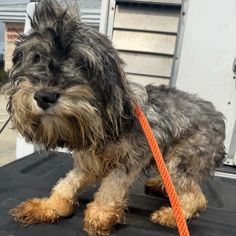 A young small-sized female Gray / Blue / Silver Schnauzer dog named Txacstray for adoption in Portland, TX
