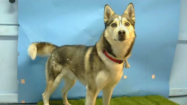 A young large-sized male Siberian Husky dog named Jasper for adoption in Gardena, CA