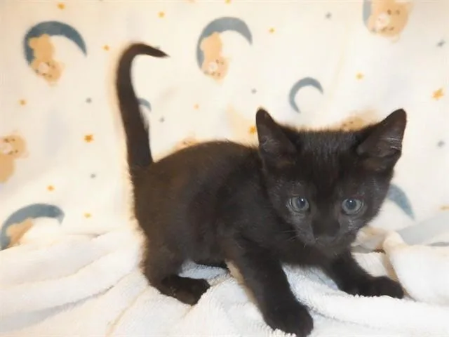 A baby small-sized male Domestic Short Hair cat named Filet Mignon for adoption in San Jose, CA