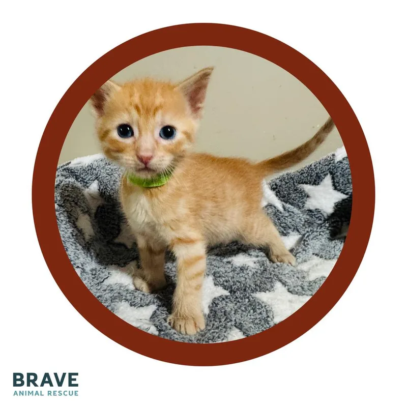 A baby small-sized male Orange & White Domestic Short Hair cat named Robin for adoption in Lincoln, NE