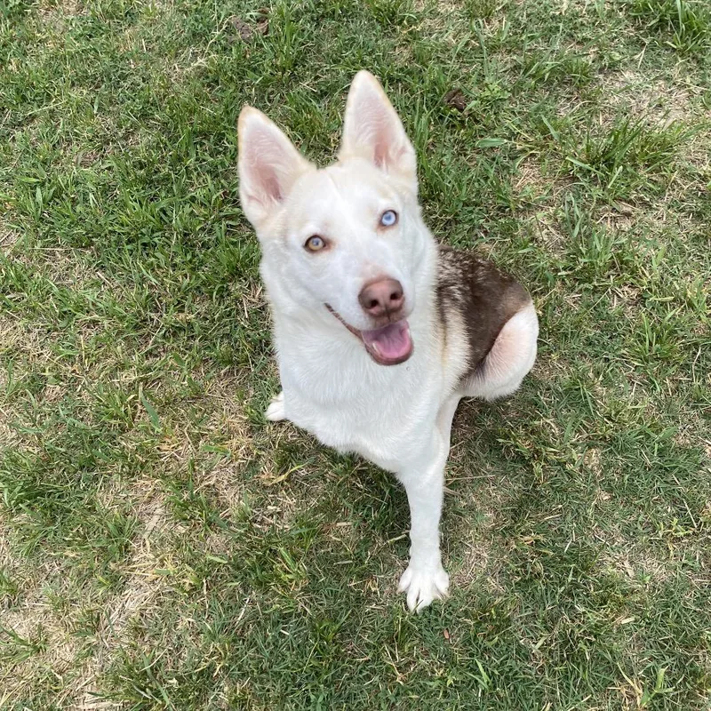 An adult medium-sized female Red / Chestnut / Orange Siberian Husky dog named Tundra for adoption in Caryville, TN