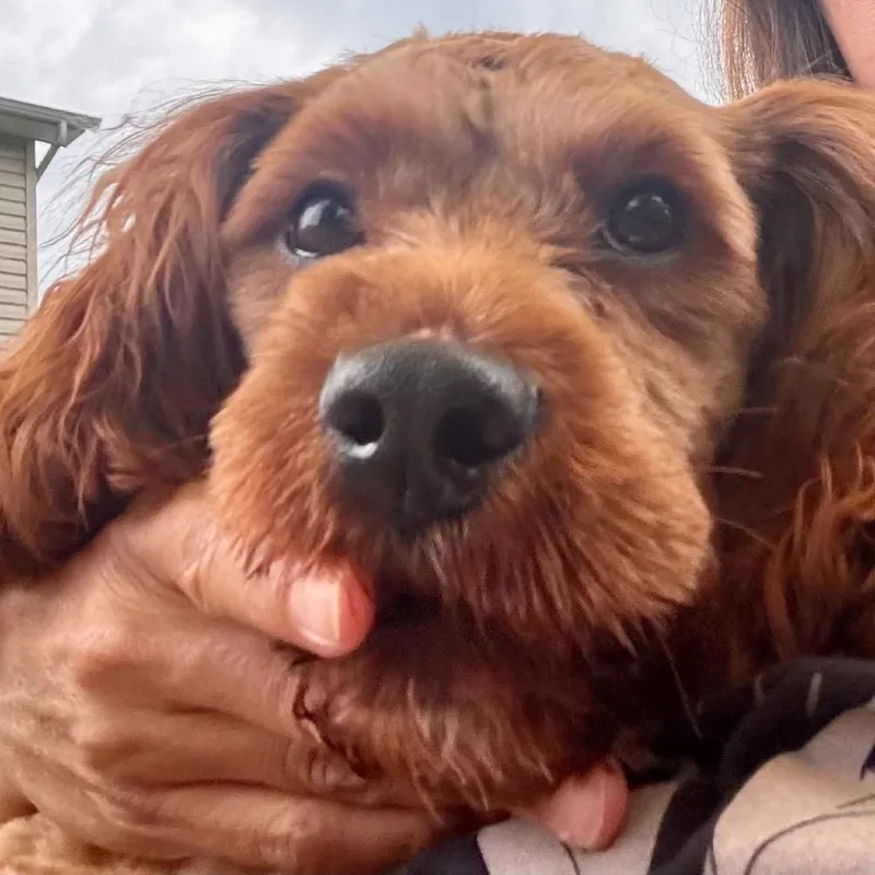 An adult small-sized male Red / Chestnut / Orange Cavalier King Charles Spaniel dog named Rocket for adoption in Fredericksburg, VA