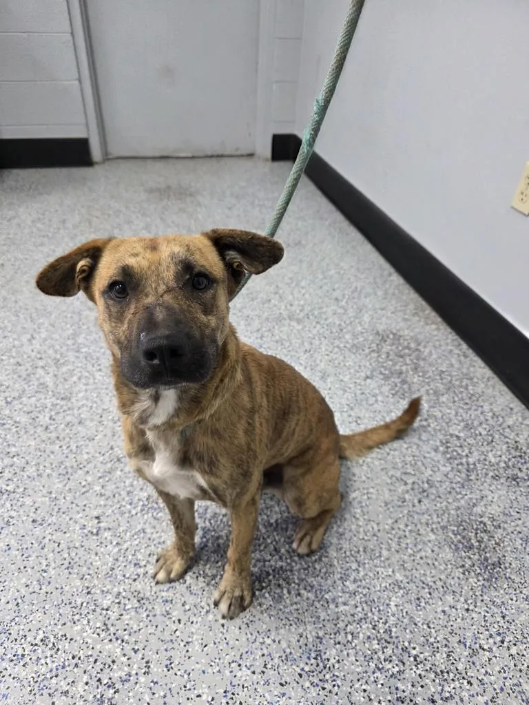 A young medium-sized male Pit Bull Terrier dog named Tigger for adoption in Holbrook, AZ