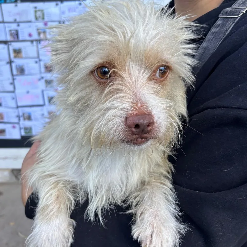 An adult small-sized male Yellow / Tan / Blond / Fawn Terrier dog named Gizmo for adoption in Sonoma, CA