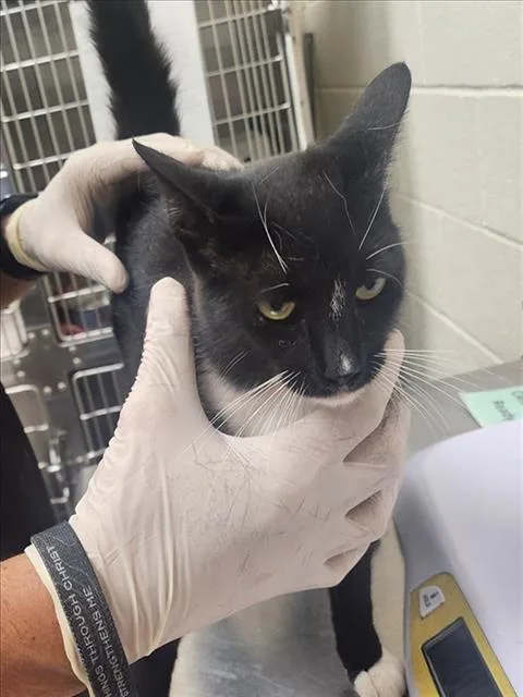 A young medium-sized female Domestic Short Hair cat named Aveline for adoption in Santa Fe, NM