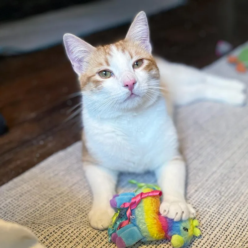 A young small-sized male Orange / Red Domestic Short Hair cat named Rossolino for adoption in Los Angeles, CA