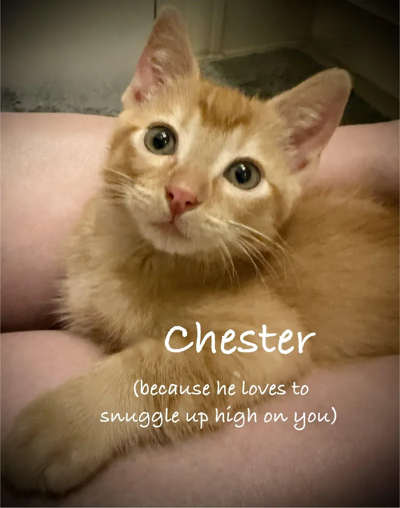 A baby small-sized male Tabby (Orange / Red) Tabby cat named Chester for adoption in Gilbert, AZ