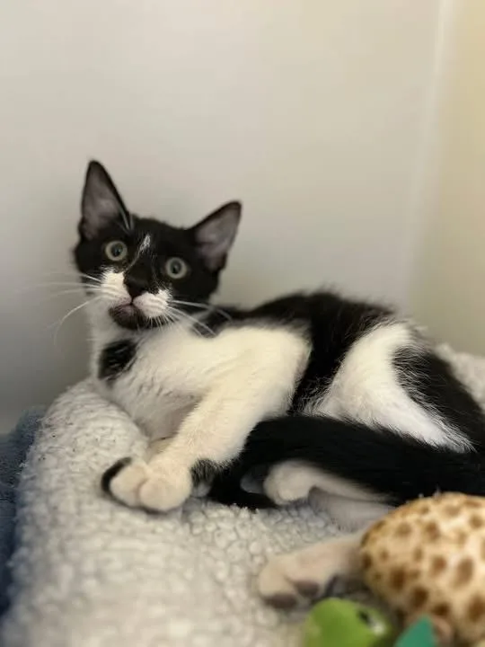 A young medium-sized male Domestic Short Hair cat named Hissy for adoption in Howes Cave, NY