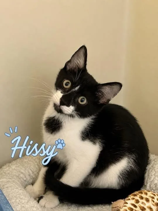 Hissy thumbnail 2