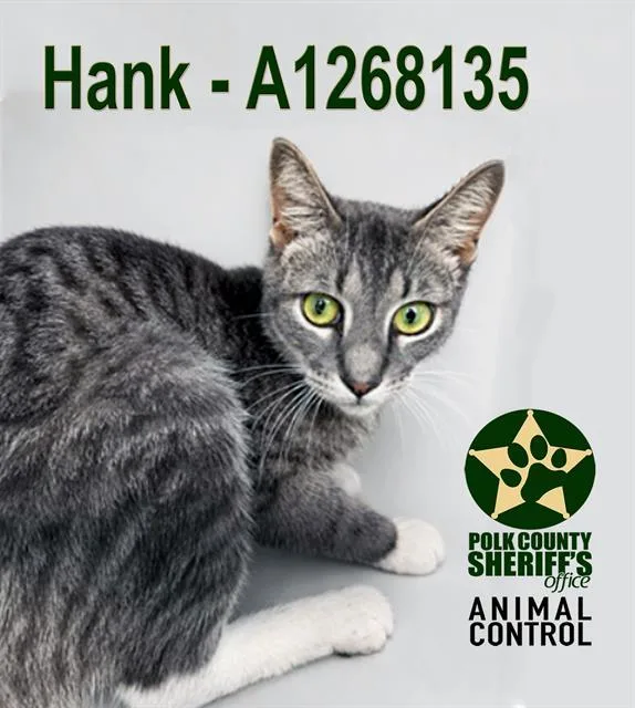 A young medium-sized male Domestic Short Hair cat named Hank for adoption in Winter Haven, FL