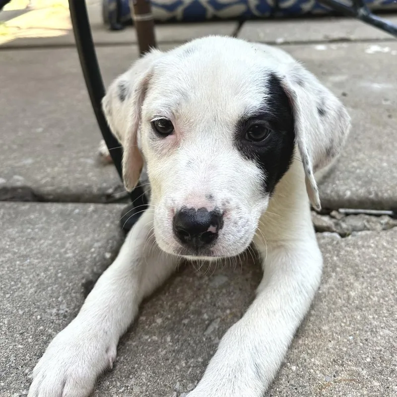 A baby small-sized male White / Cream Pit Bull Terrier dog named Lemon for adoption in South Elgin, IL