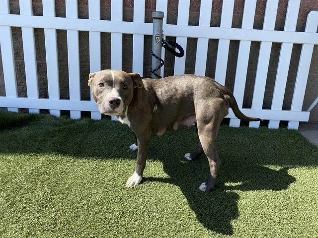 A young large-sized female Staffordshire Bull Terrier dog named Mama Bear for adoption in Modesto, CA