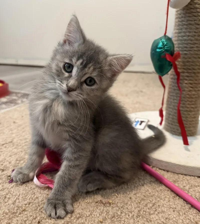 A baby medium-sized female Domestic Short Hair cat named Kona  BONDED PAIR for adoption in Naugatuck, CT