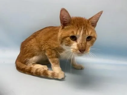 An adult small-sized male Domestic Short Hair cat named Kenrick for adoption in Golden Valley, MN