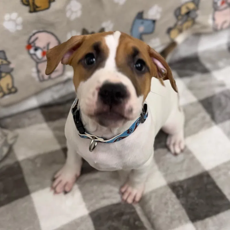 Barkus