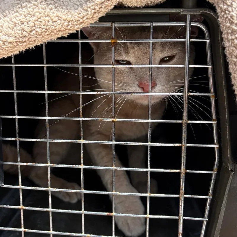 An adult medium-sized male Orange / Red Domestic Short Hair cat named Cheeto for adoption in League City, TX