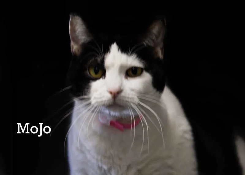 An adult medium-sized female Black & White / Tuxedo Domestic Short Hair cat named Mojo for adoption in York, NE