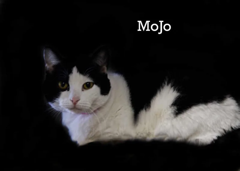 Mojo thumbnail 2