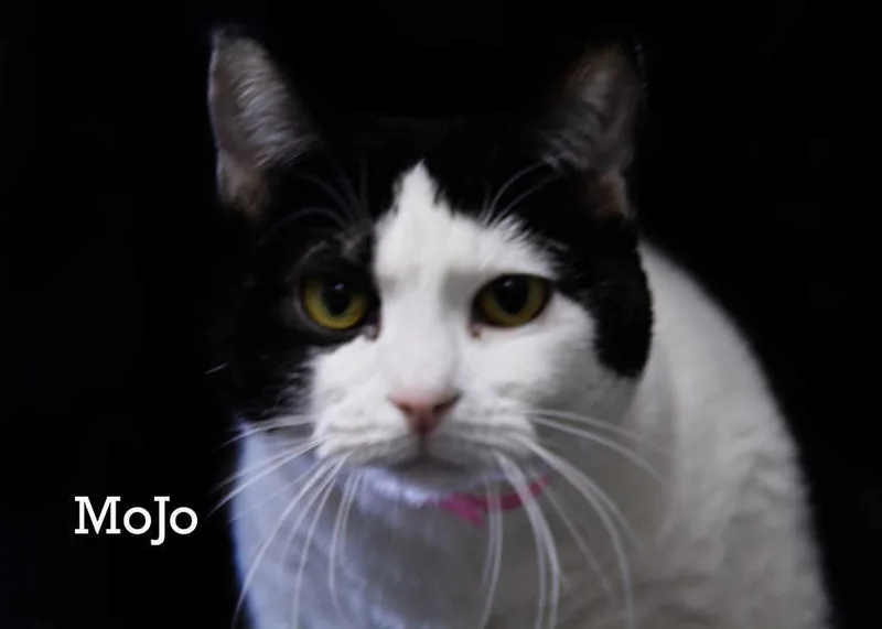 Mojo thumbnail 3