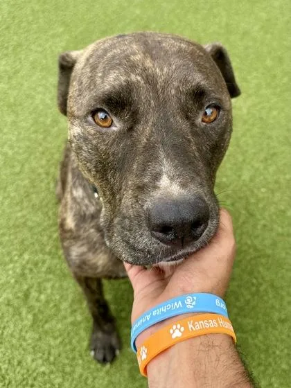An adult large-sized male Mixed Breed dog named Silas for adoption in Wichita, KS