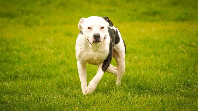 An adult large-sized male Black Pit Bull Terrier dog named Danny for adoption in Kenton, OH