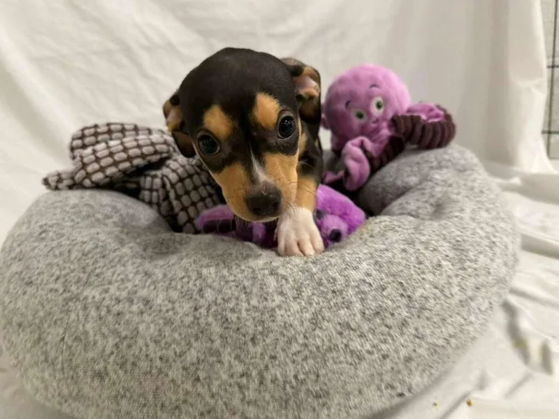 Johnny Cash thumbnail 2