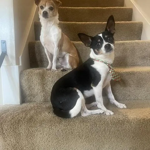 Lani and Beau a