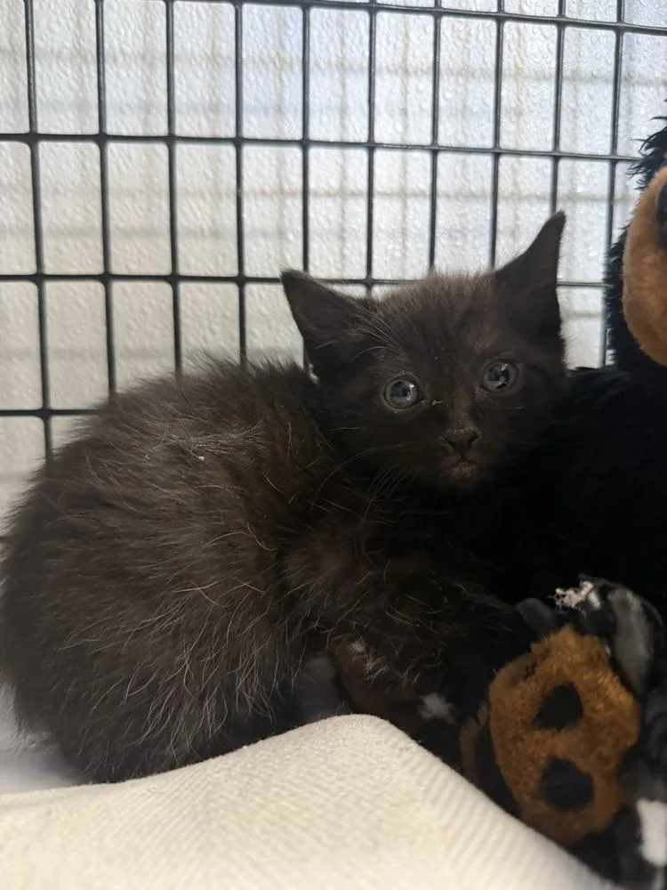 A baby small-sized male Black Domestic Short Hair cat named Eclipse for adoption in Salmon, ID