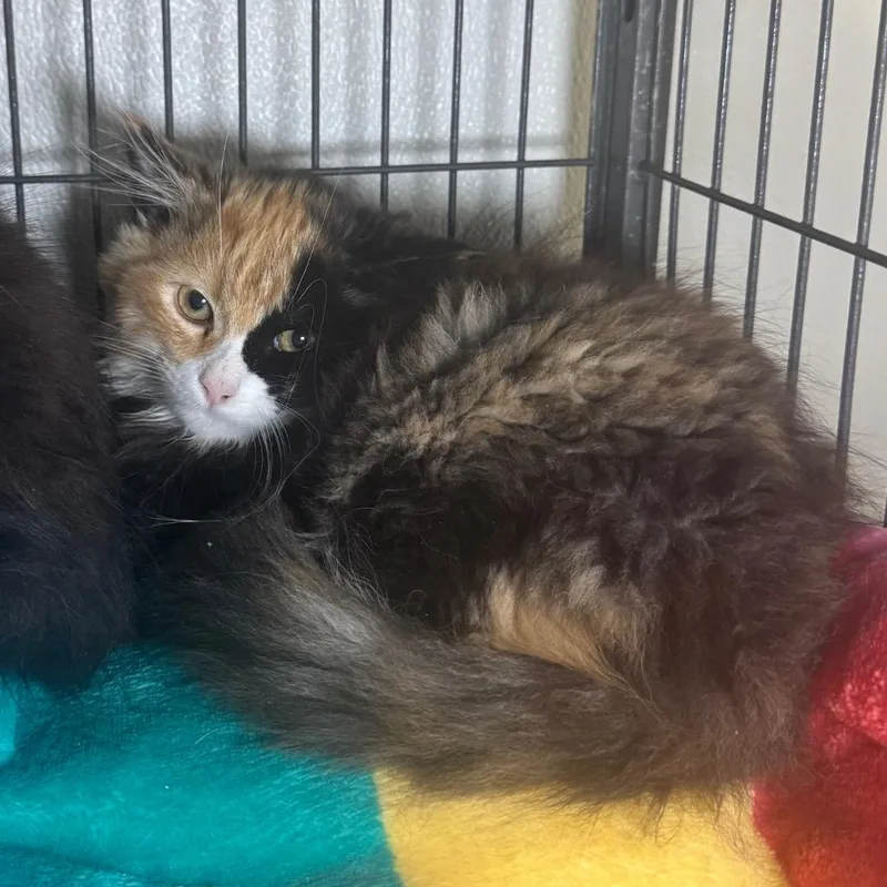 A baby medium-sized female Domestic Long Hair cat named Luxi for adoption in Saginaw, MI