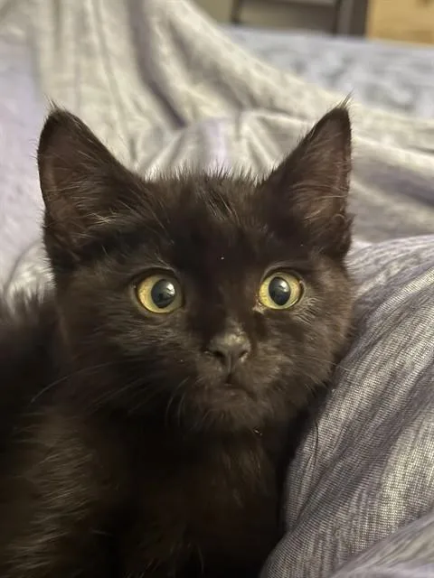 A baby small-sized male Domestic Short Hair cat named Pepper Jack for adoption in Colorado Springs, CO