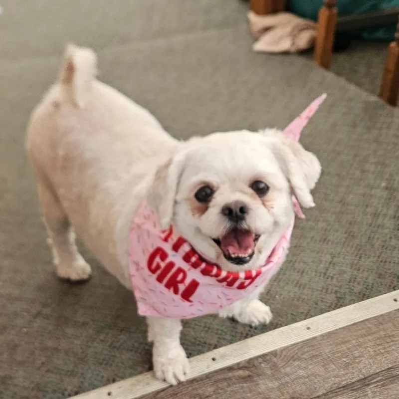 An adult small-sized female White / Cream Maltese dog named Princess for adoption in Fond Du Lac, WI