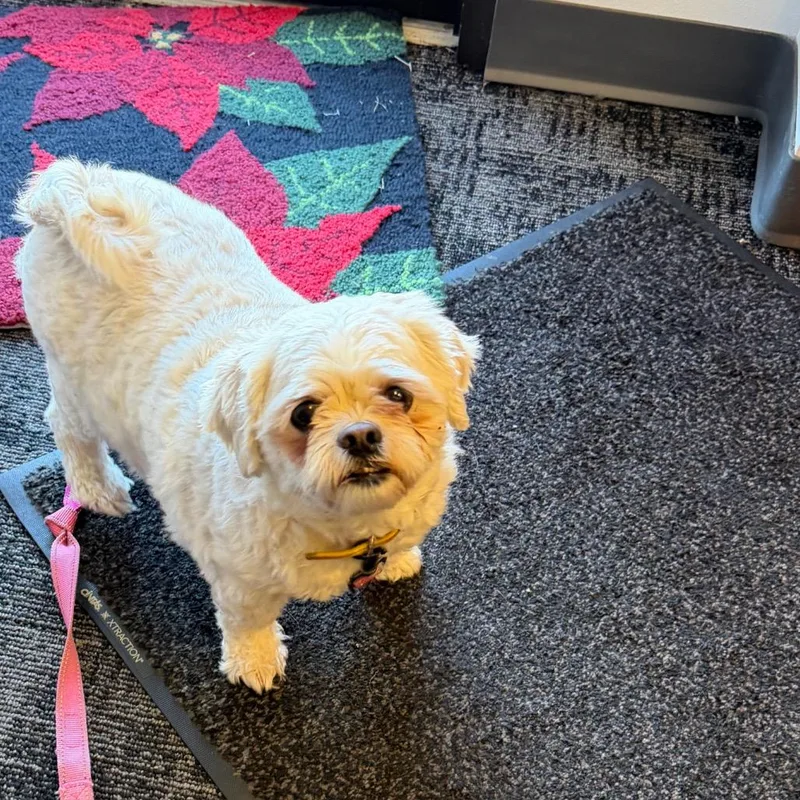 Princess thumbnail 3