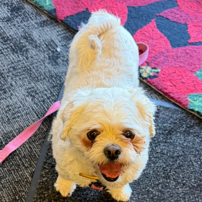 Princess thumbnail 4