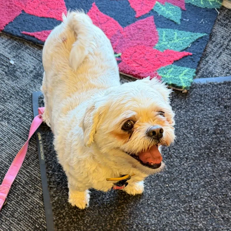 Princess thumbnail 5